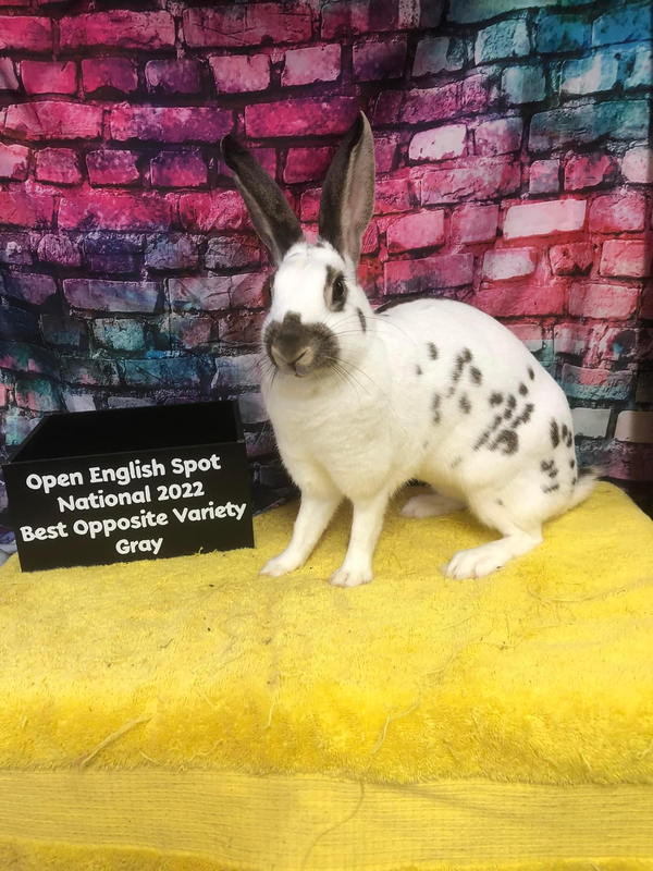 All English Winners - American English Spot Rabbit Club