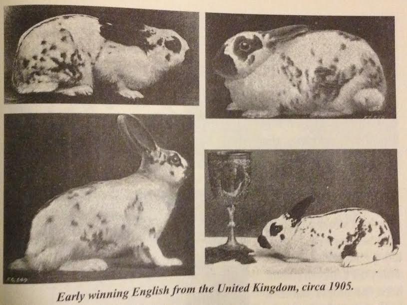 All English Winners - American English Spot Rabbit Club