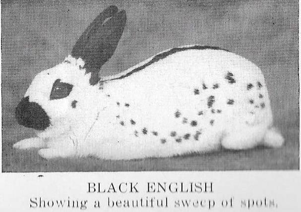 english spot rabbit